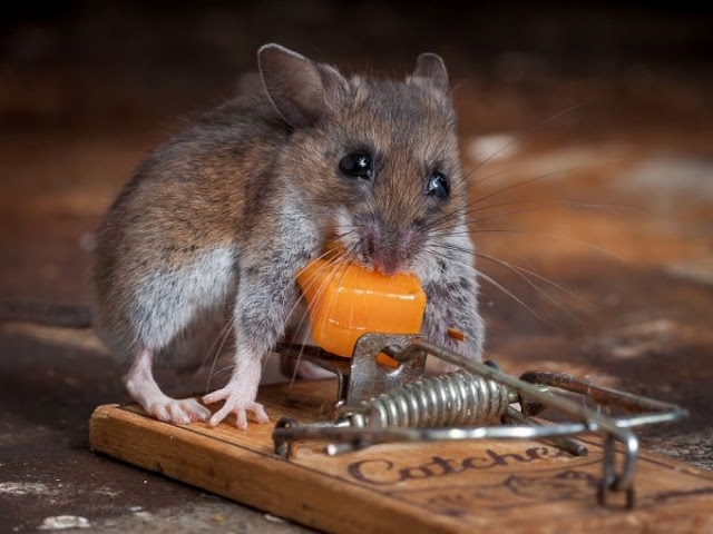 Мышь vs мышеловка