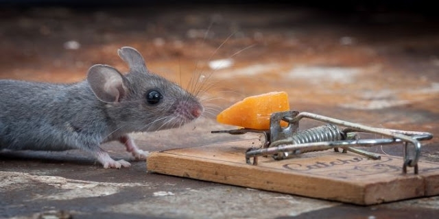 Мышь vs мышеловка