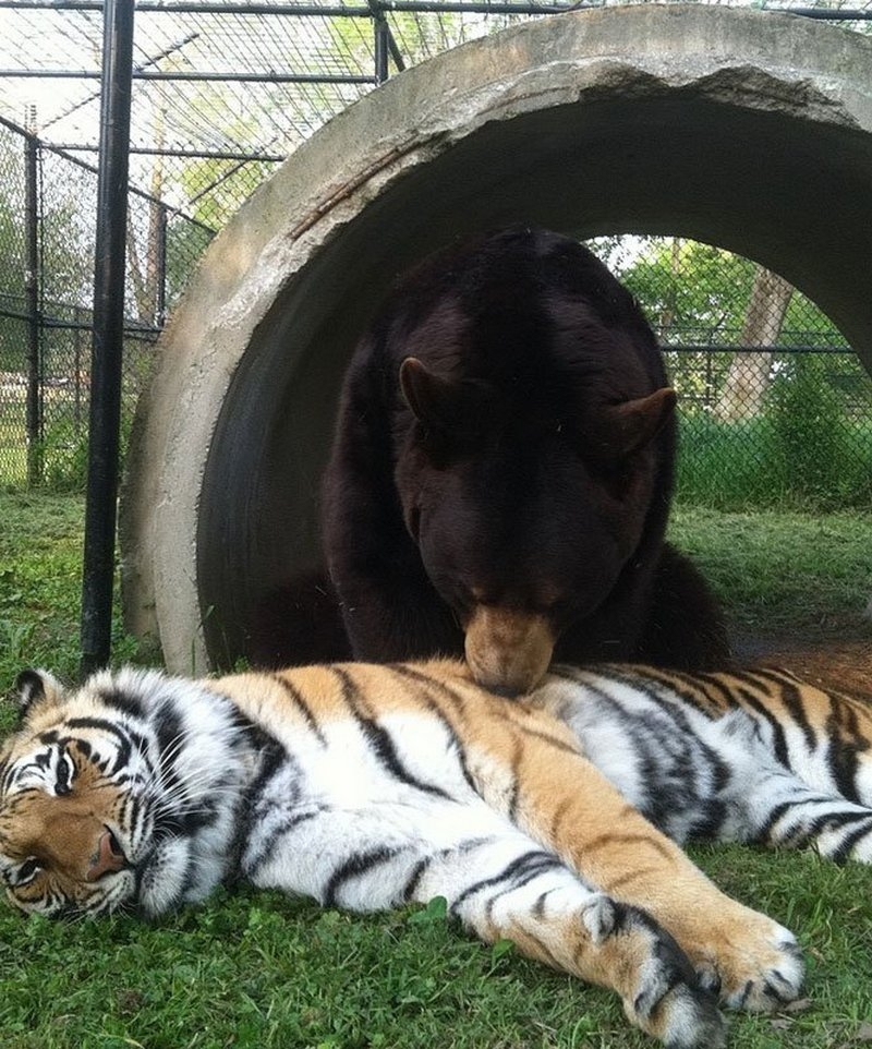 Лучшие друзья: медведь, лев и тигр