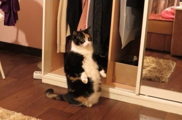 Кошка которая любит стоять! 