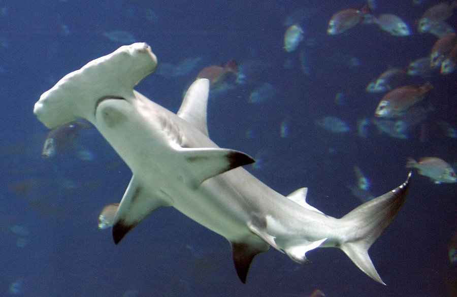 Рыбаки приняли роды у раненой акулы