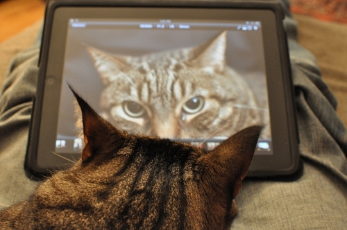 Фото и видео подборка - Коты с планшетами 