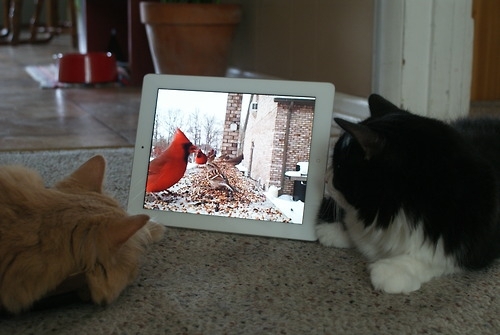 Фото и видео подборка - Коты с планшетами 
