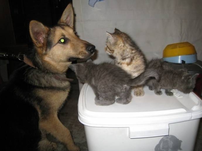В Новосибирске бездомная собака взяла под опеку семерых котят