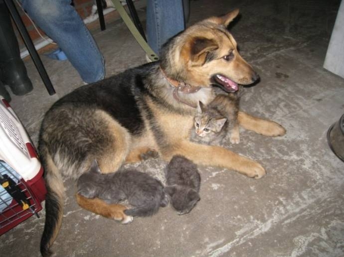 В Новосибирске бездомная собака взяла под опеку семерых котят