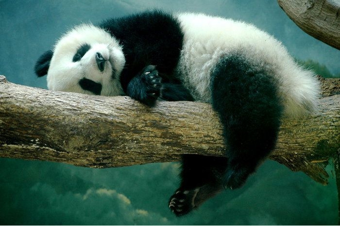Некоторые факты о пандах