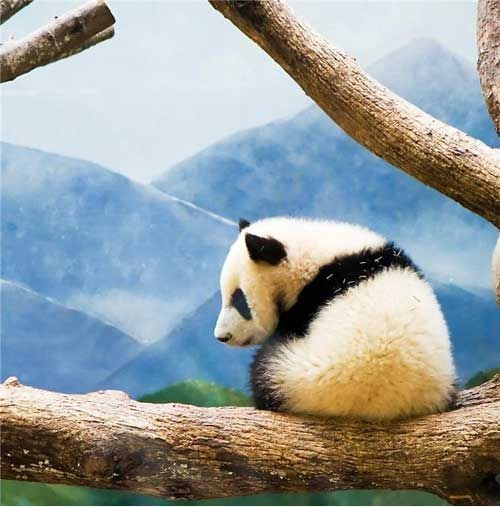 Некоторые факты о пандах