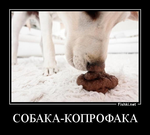 Собака-копрофака