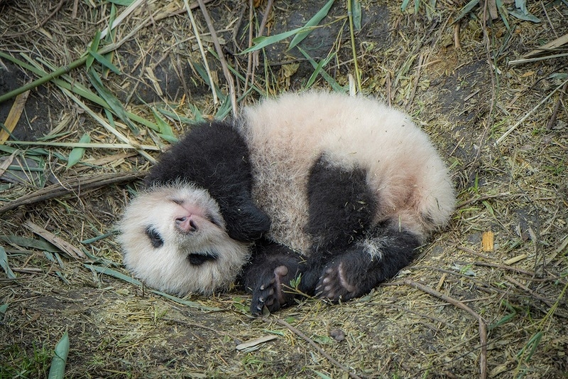 Выращивание панд в Китае