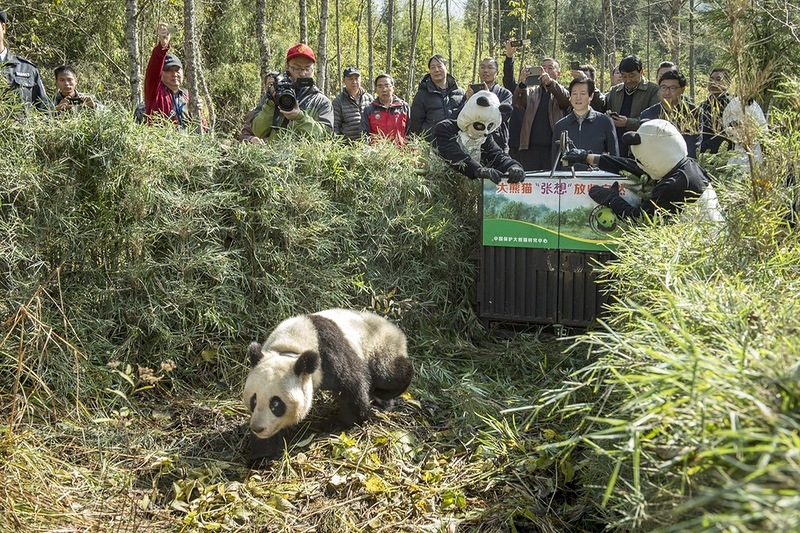 Выращивание панд в Китае