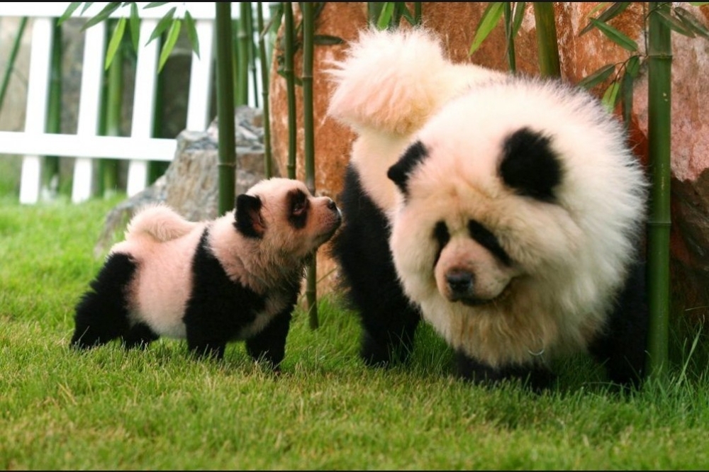 Собаки-панды самые популярные питомцы в Китае