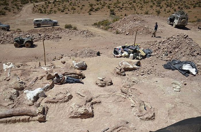В Аргентине найден скелет самого крупного в истории динозавра