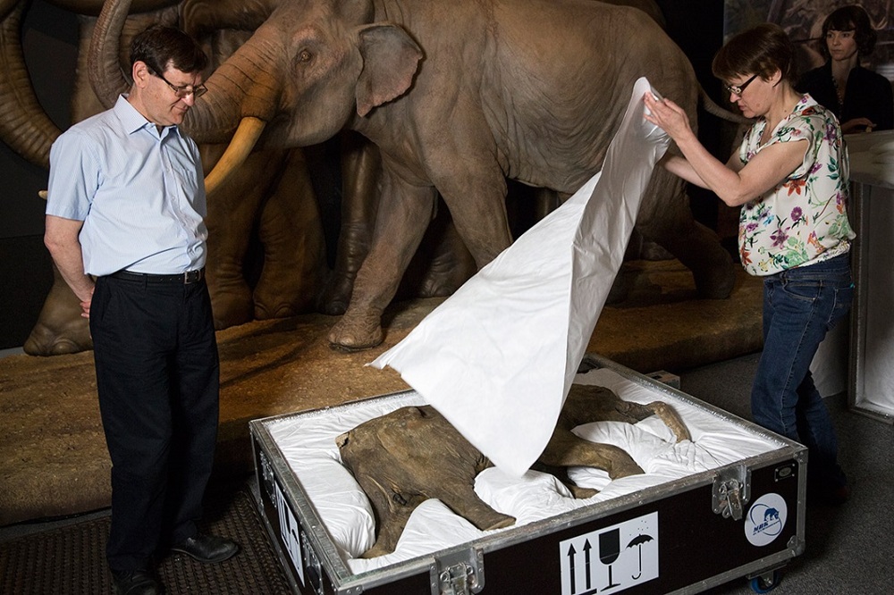 42000-летний мамонтенок прибыл в лондонский Музей естественной истории