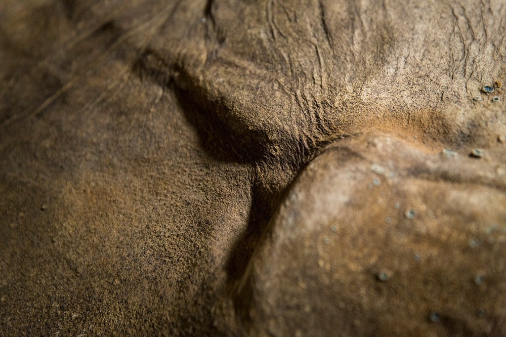 42000-летний мамонтенок прибыл в лондонский Музей естественной истории