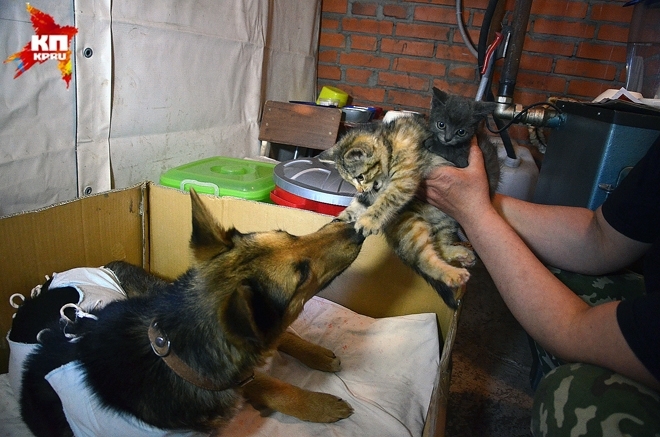 История спасения брошенных котят бродячей собакой