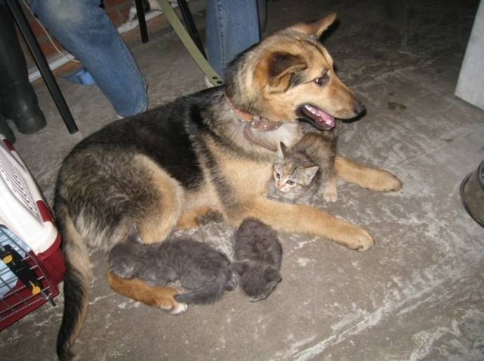 История спасения брошенных котят бродячей собакой