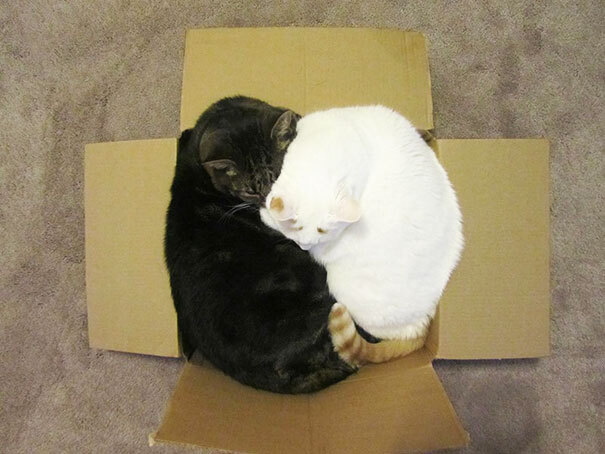 Смешные коты в коробках