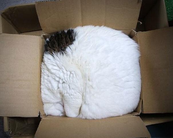 Смешные коты в коробках
