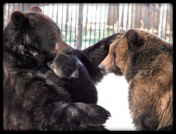 Заботливый папа-медведь