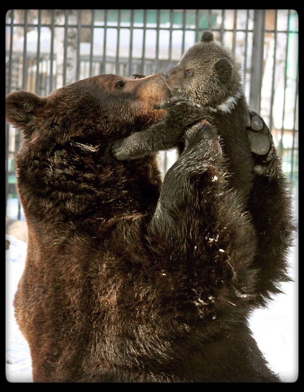 Заботливый папа-медведь
