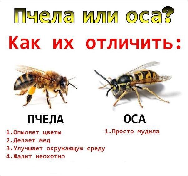 Смешные комиксы 