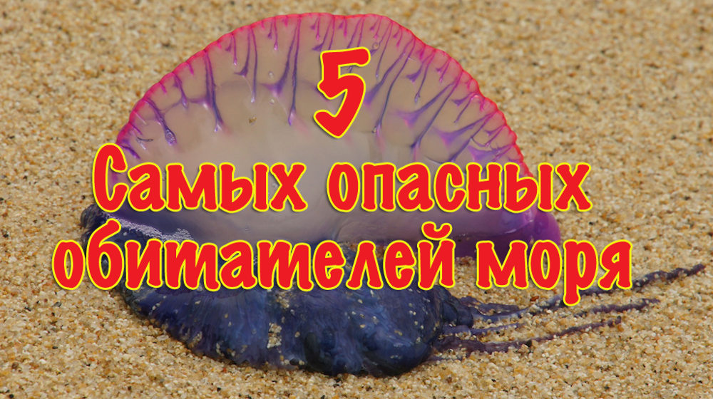 5 самых опасных морских обитателей