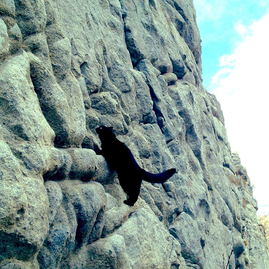 Кот лучший друг альпиниста. 
