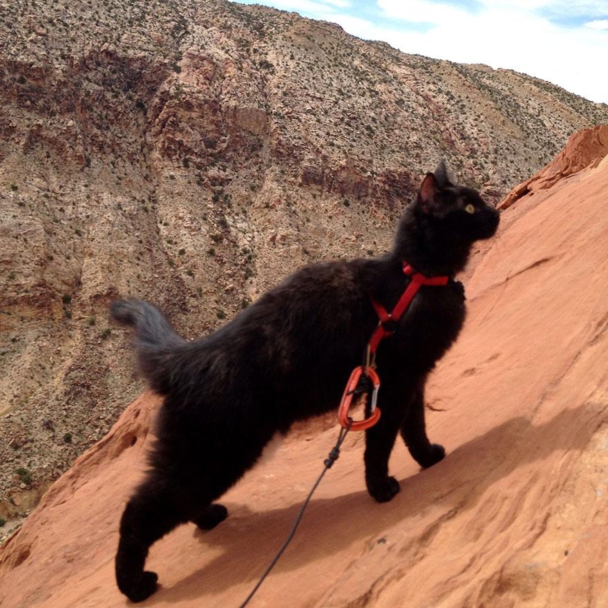 Кот лучший друг альпиниста. 