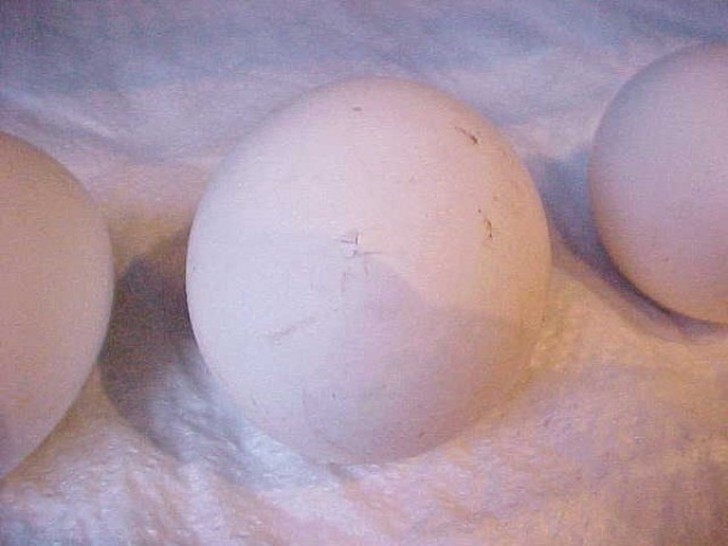 Как из яйца развивается курица