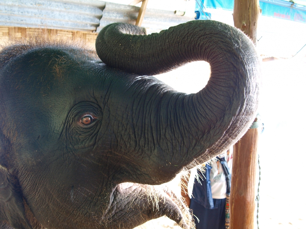 Слоны в отеле Лагуна, Пхукет, Таиланд