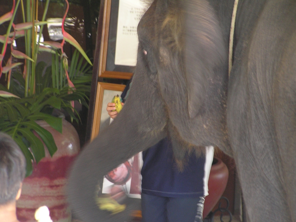Слоны в отеле Лагуна, Пхукет, Таиланд