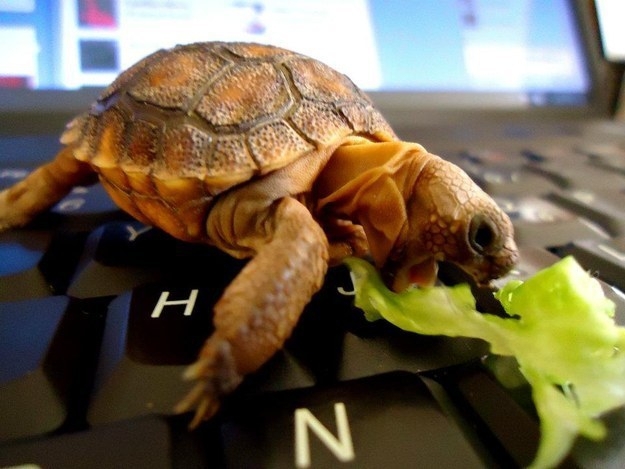 Всемирный день черепахи