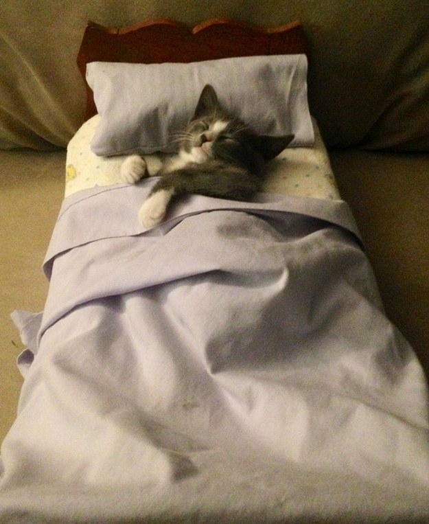 Кроватка для кота 