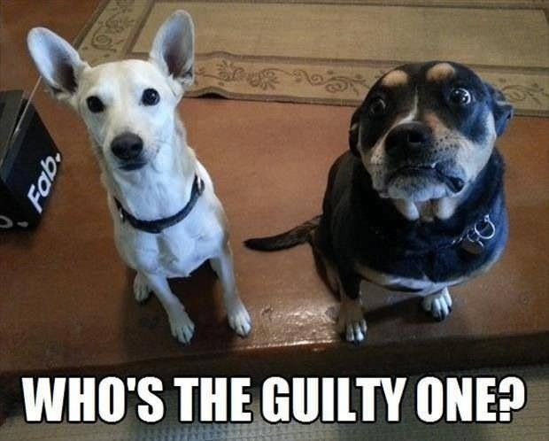 Собаки на месте преступления