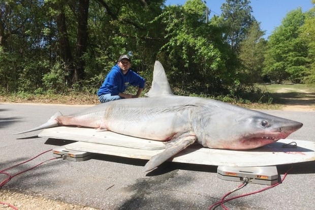 Американский рыбак поймал на удочку акулу весом 365 кг  