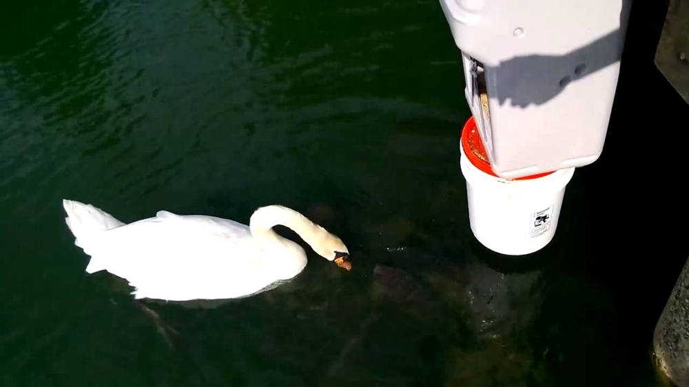 Лебедь кормит рыбок  
