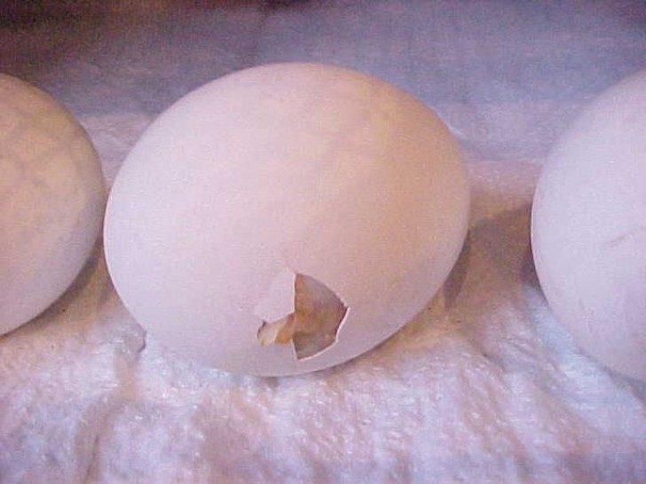   Как из яйца развивается курица