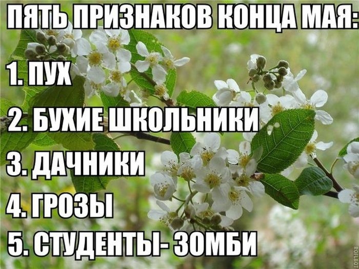 Смешные картинки с подписями 