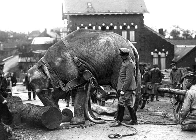 Животные в годы Первой Мировой войны