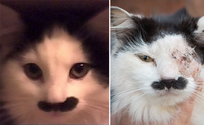 Кота изуродовали за то, что он похож на Гитлера
