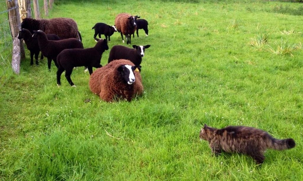 Кот помогает фермерше пасти овец