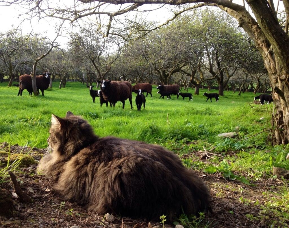 Кот помогает фермерше пасти овец