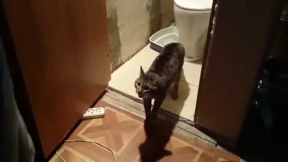 Чоткий кот  - старший по туалету 