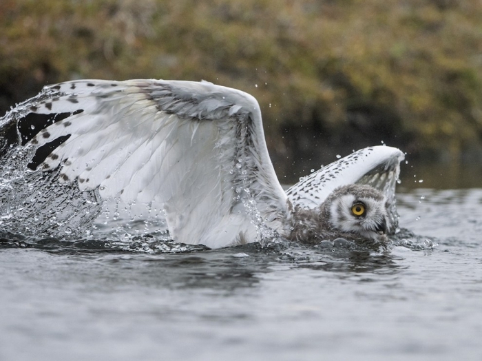 ЛУЧШИЕ ФОТОГРАФИИ NATIONAL GEOGRAPHIC МАЯ 2014