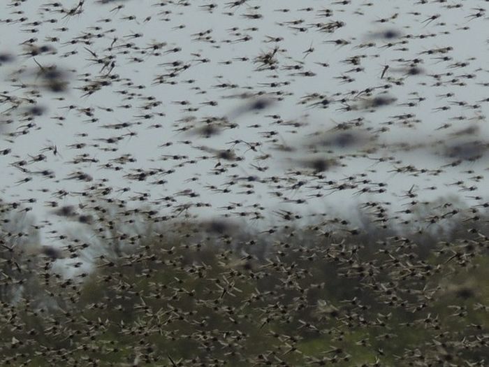 Нашествие комаров в Висконсине