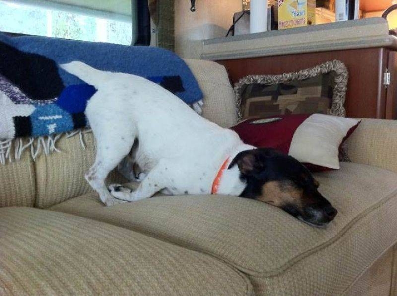 Самые бесшабашно спящие собаки