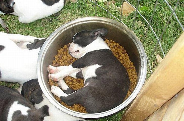 Самые бесшабашно спящие собаки