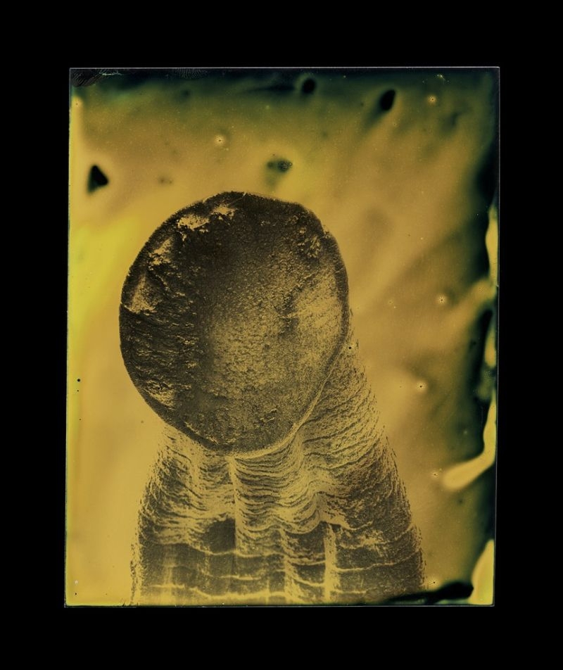 Портреты микроскопических паразитов 
