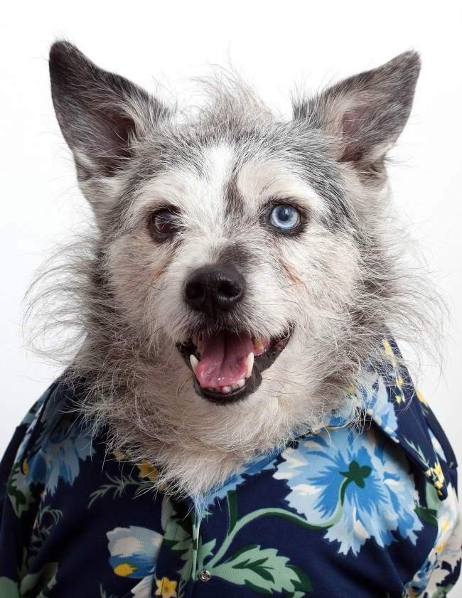 Фрэн Вил (Fran Veale): Собаки в рубашках и галстуках