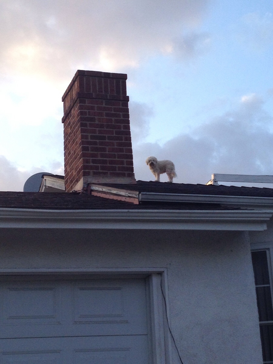 Собака на крыше